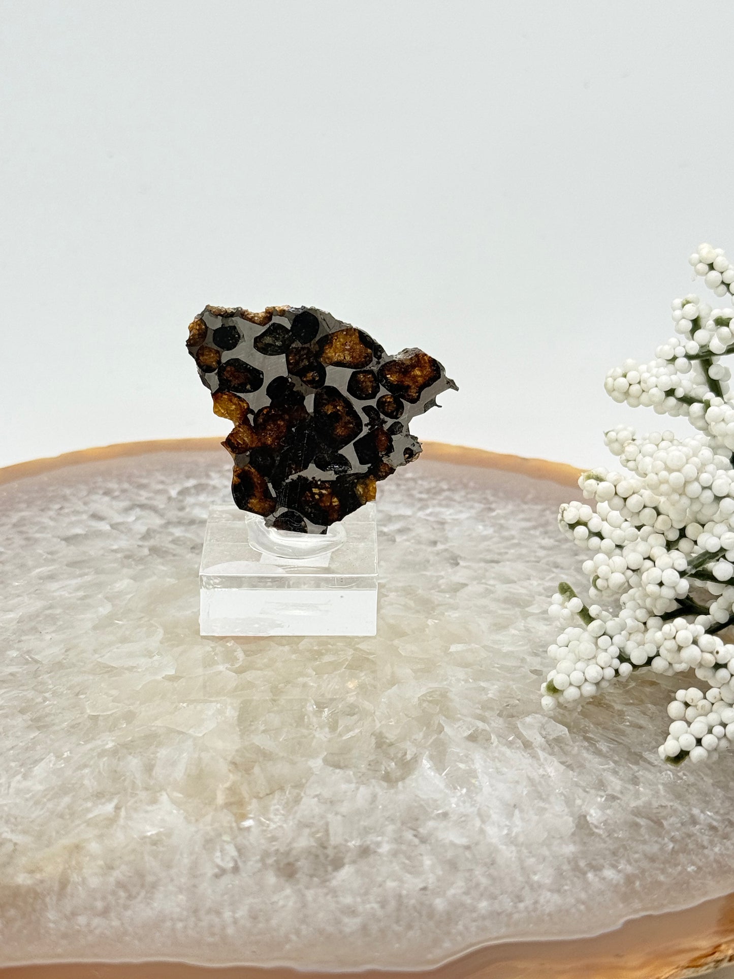 Pallasite Meteorite Slice – Rare Space Specimen with Olivine Crystals - Auralis Crystals