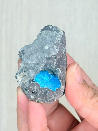 Cavansite Crystal Specimen – Electric Blue Mineral from Maharashtra, India | Rare Collector Stone - Auralis Crystals