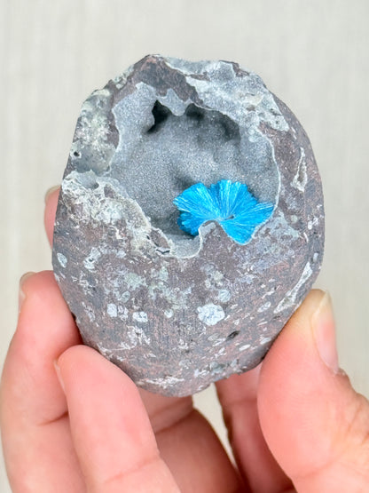 Cavansite Crystal Specimen – Electric Blue Mineral from Maharashtra, India | Rare Collector Stone - Auralis Crystals
