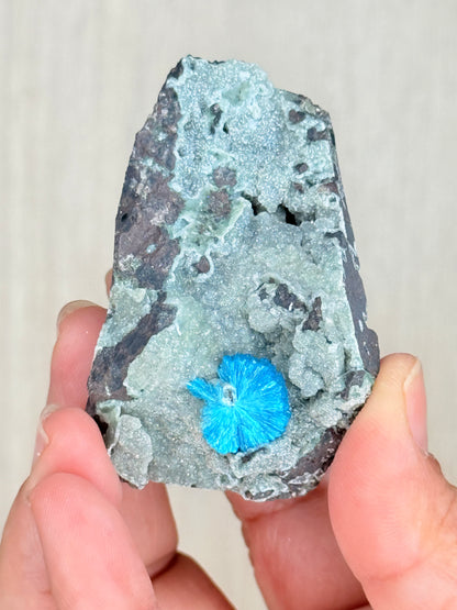 Cavansite Crystal Specimen – Electric Blue Mineral from Maharashtra, India | Rare Collector Stone - Auralis Crystals