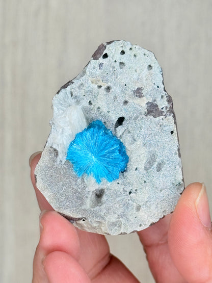 Cavansite Crystal Specimen – Electric Blue Mineral from Maharashtra, India | Rare Collector Stone - Auralis Crystals
