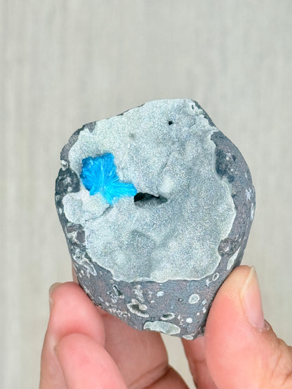 Cavansite Crystal Specimen – Electric Blue Mineral from Maharashtra, India | Rare Collector Stone - Auralis Crystals