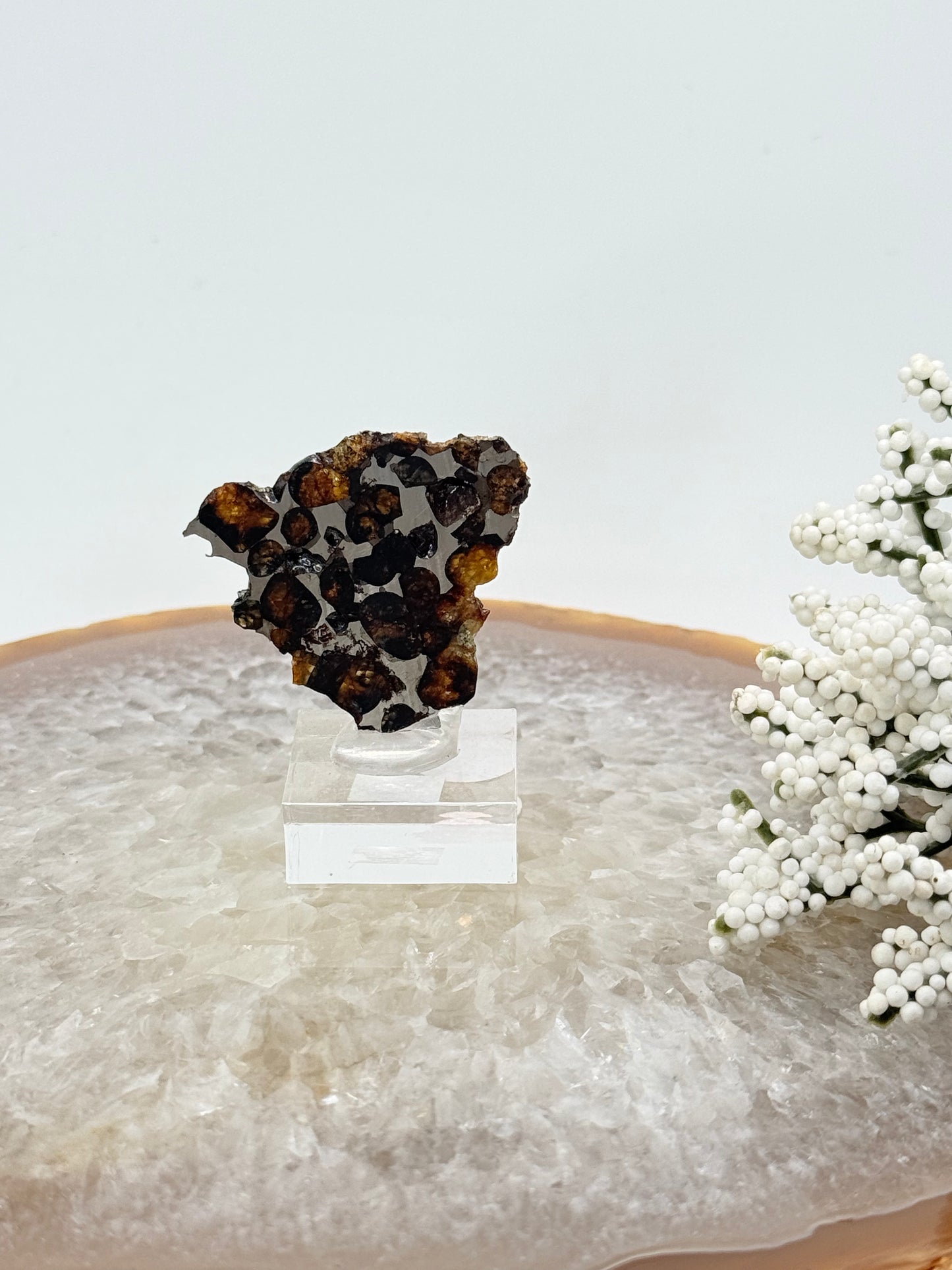 Pallasite Meteorite Slice – Rare Space Specimen with Olivine Crystals - Auralis Crystals