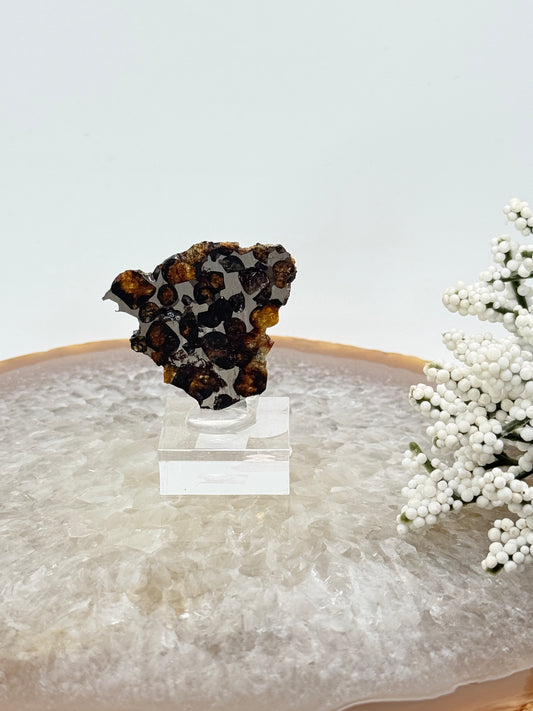 Pallasite Meteorite Slice – Rare Space Specimen with Olivine Crystals - Auralis Crystals