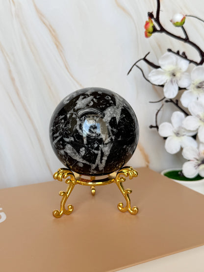 Fossil Stone Sphere | Ancient Marine Fossils | Polished | 7cm | Madagascar