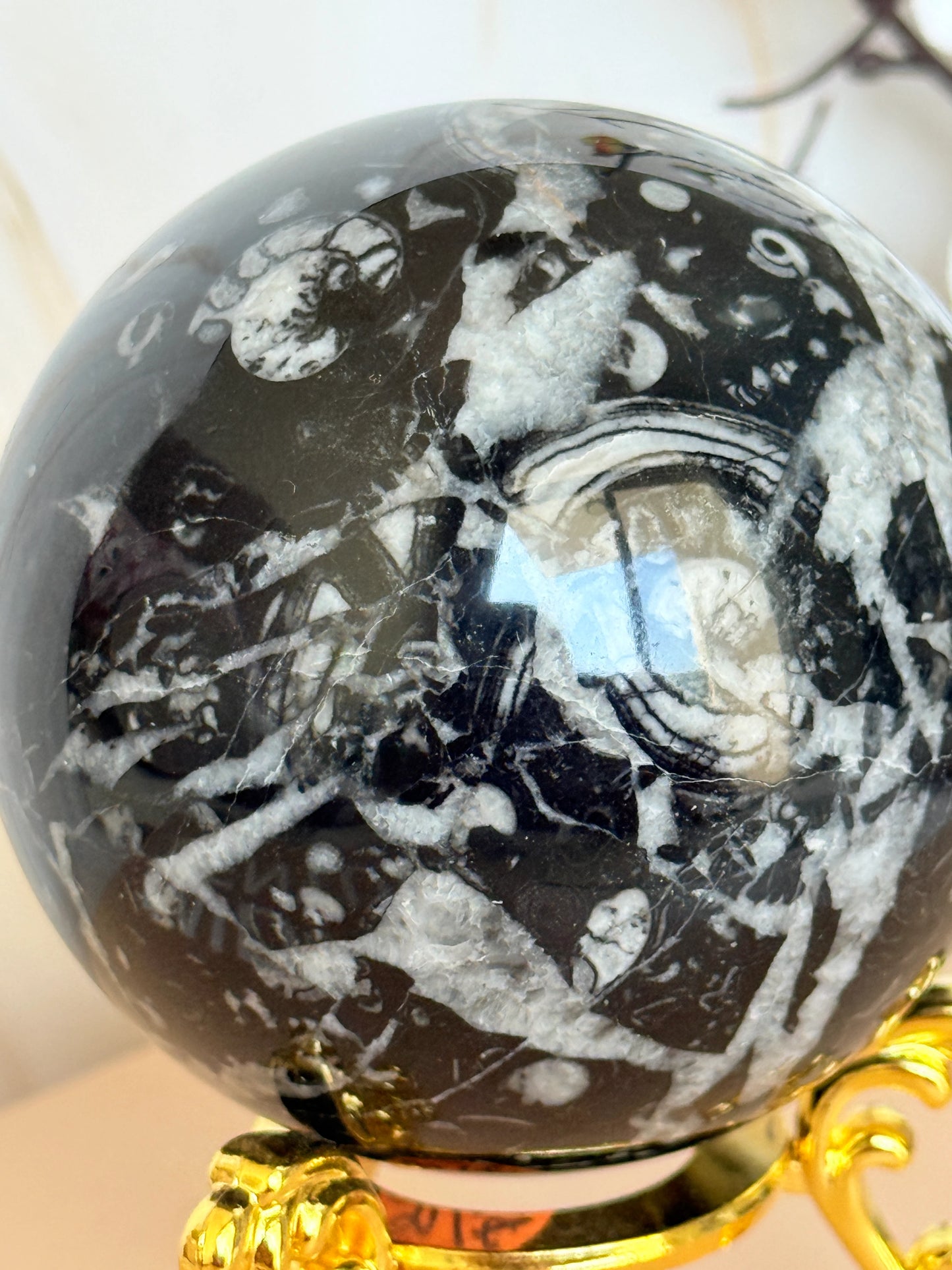 Fossil Stone Sphere | Ancient Marine Fossils | Polished | 7cm | Madagascar