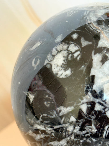 Fossil Stone Sphere | Ancient Marine Fossils | Polished | 7cm | Madagascar